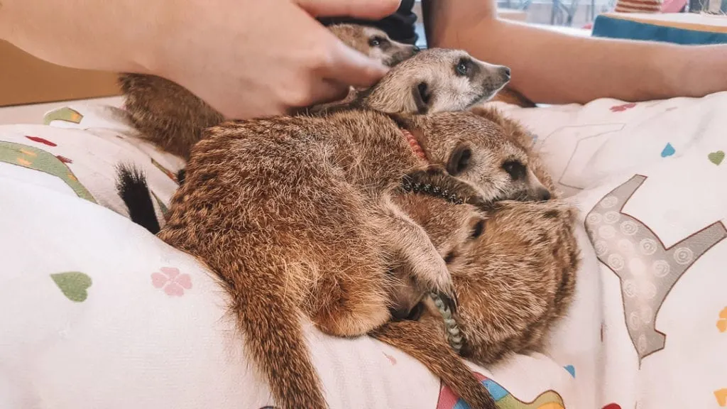 meerkats-seoul