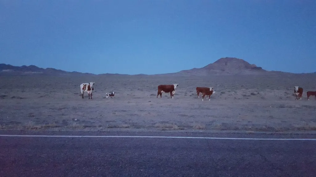 extraterrestrial-highway-area-51-cows