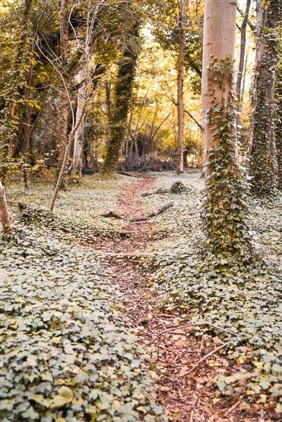 wandlebury-Country-Park-walks