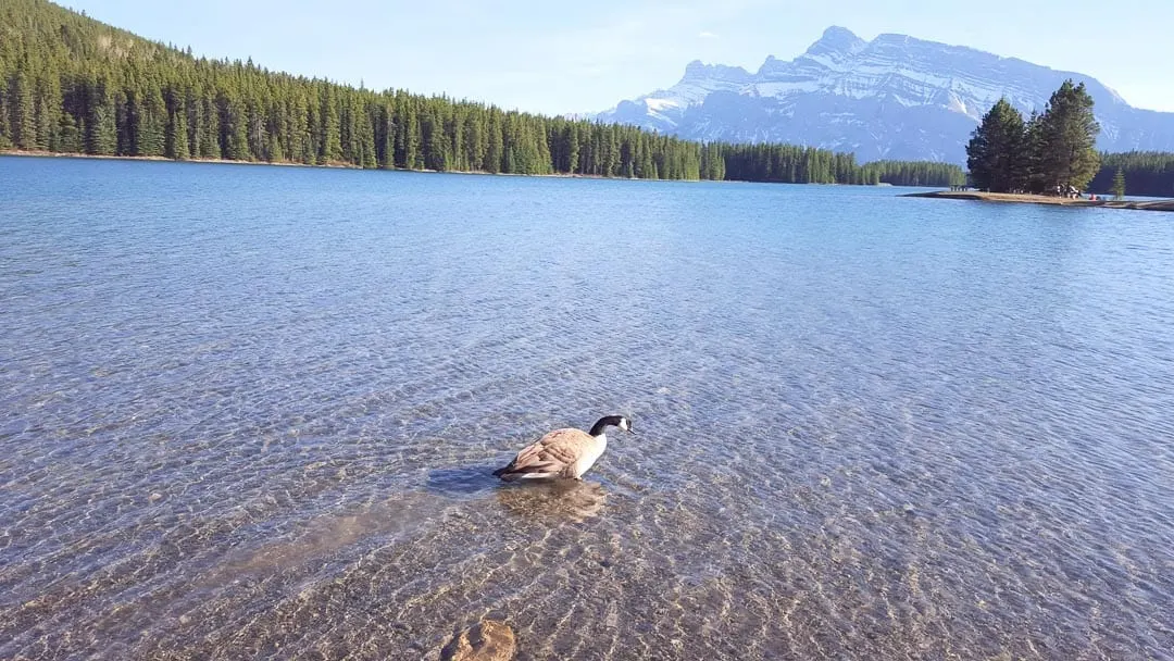 duck-or-goose-at-two-jack-lake-banff-alberta-canada