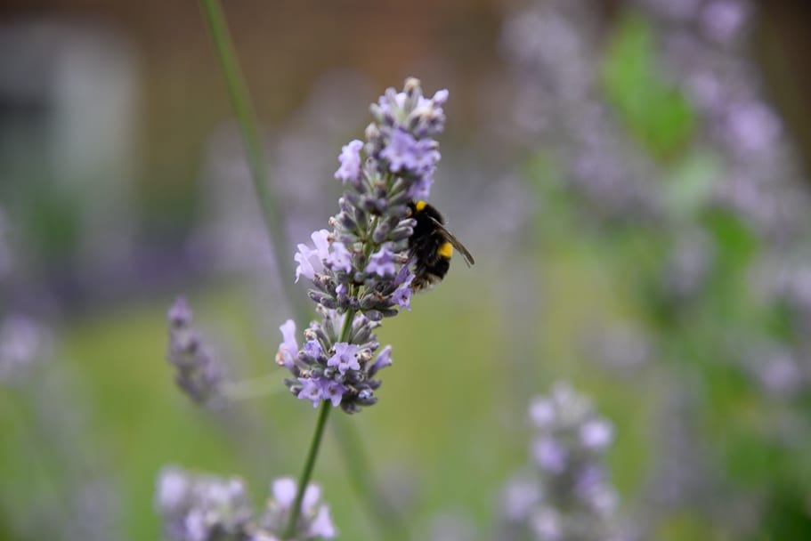 FARMERS’-Welsh-Lavender