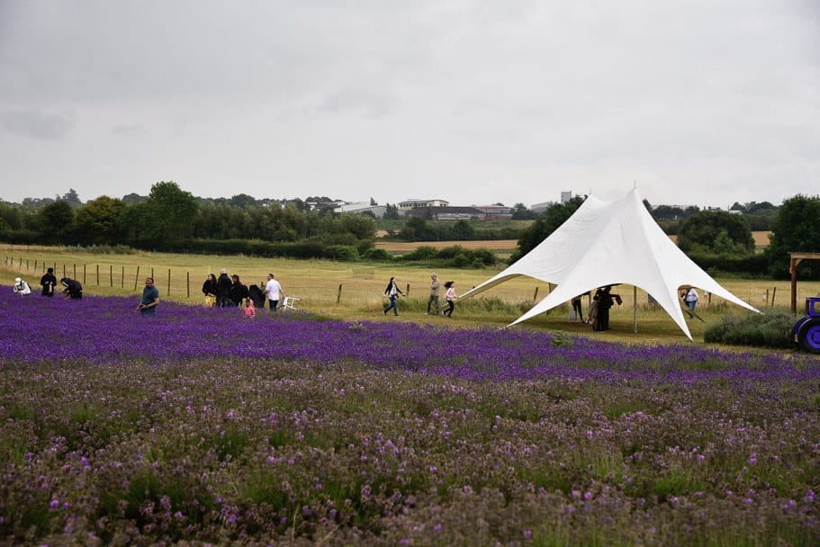Hitchin-Lavender-Farm-England-UK