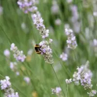 lavender-fields-in-UK
