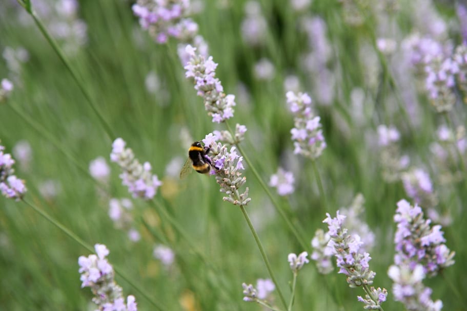 lavender-fields-in-UK