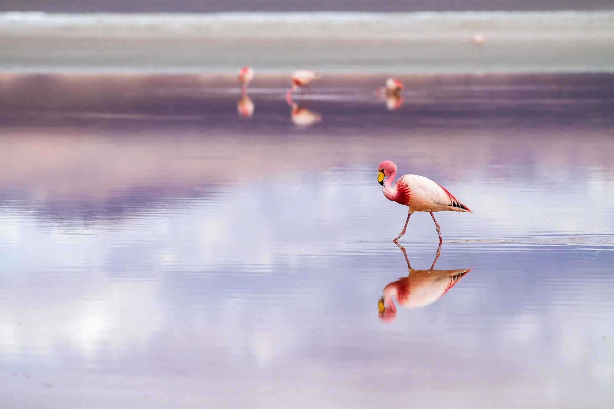 Pink Flamingo Bolivia