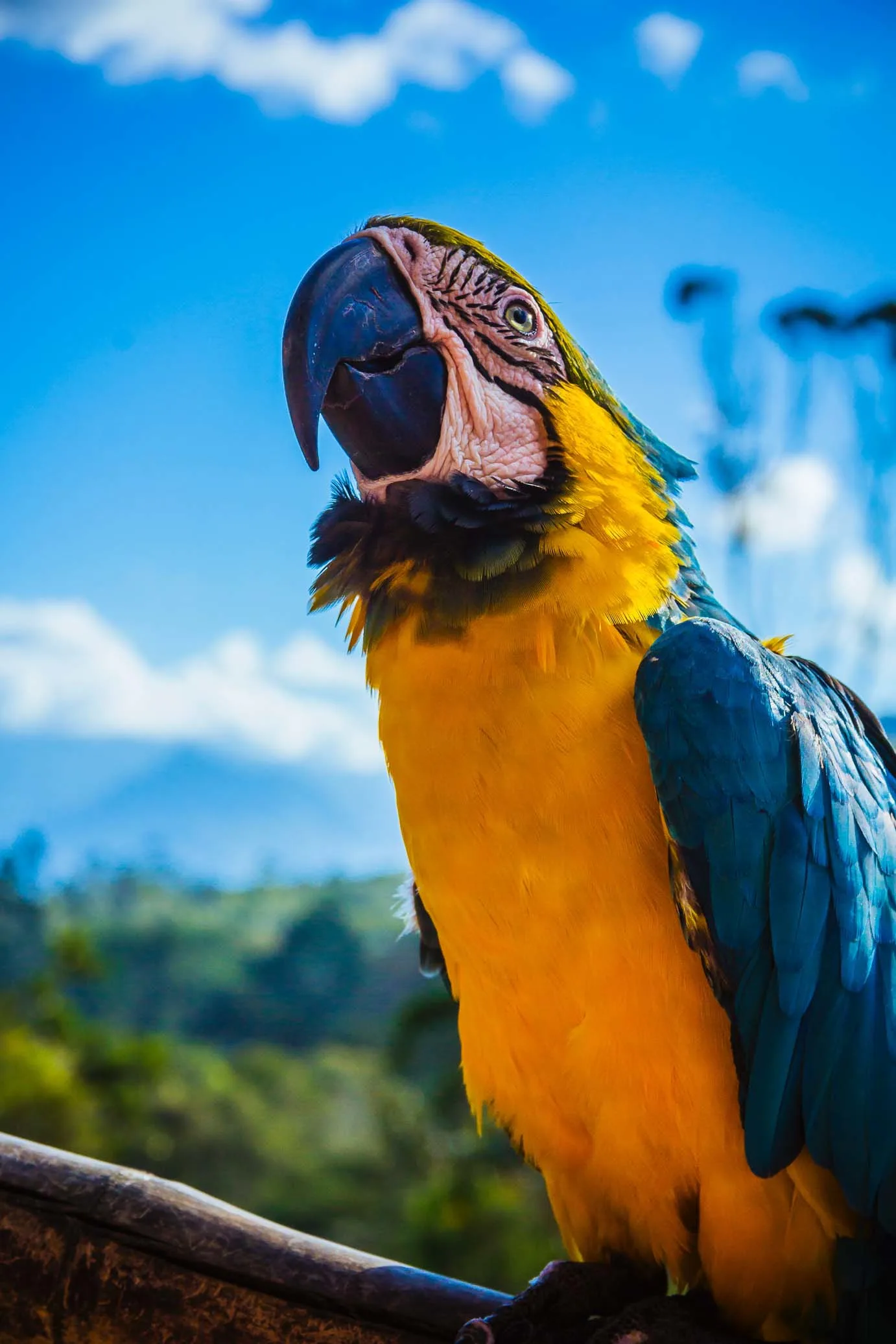 Macaw-amazon