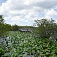 Anhinga-Trail-Everglades-national-park-walks