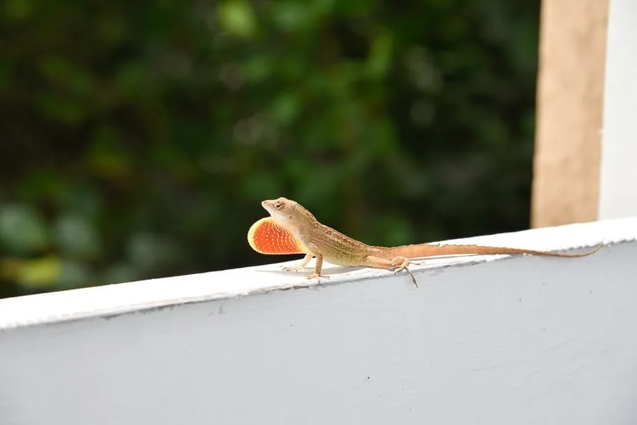 Ernest-F-Coe-Visitor-Center-wildlife