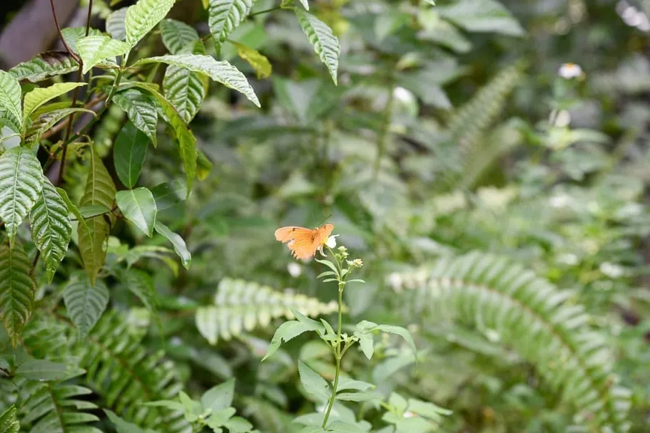 Gumbo-Limbo-trail