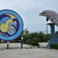 things-to-do-in-marathon-fl-dolphin-research-centre