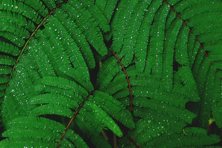 Big-Bog-Maui-Hawaii-rainfall