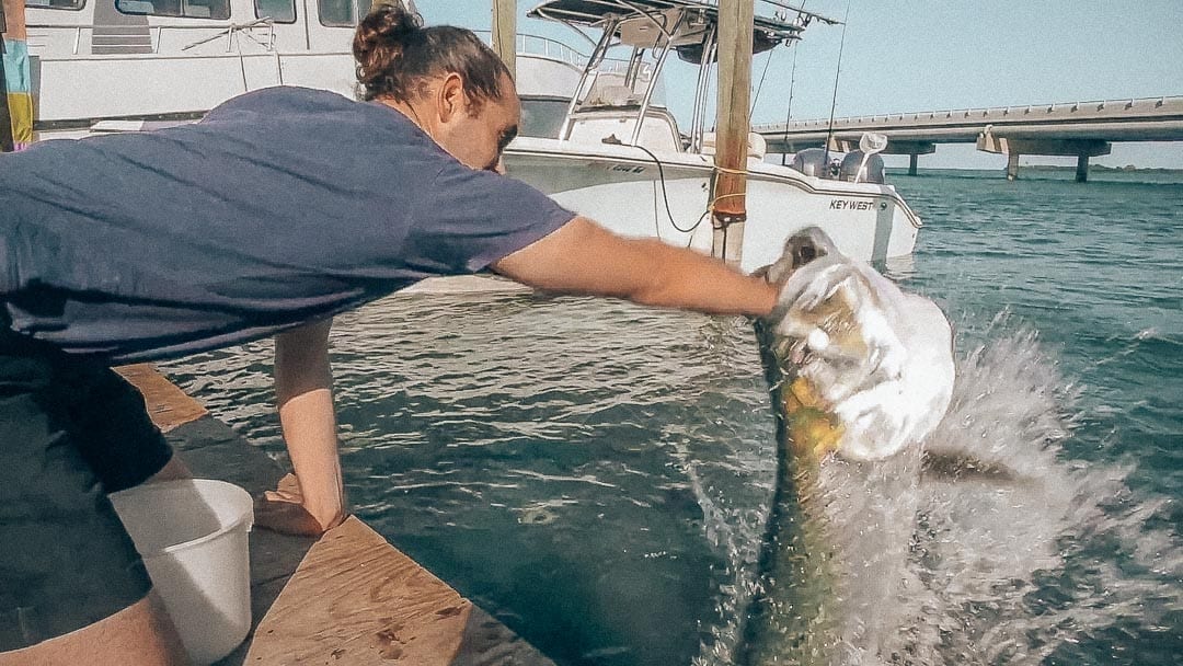 Robbie's Tarpon Feeding Gone Wrong | Islamorada, Florida Keys