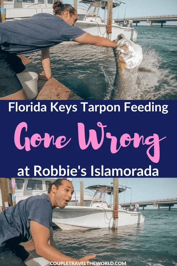 Robbies Tarpon Feeding