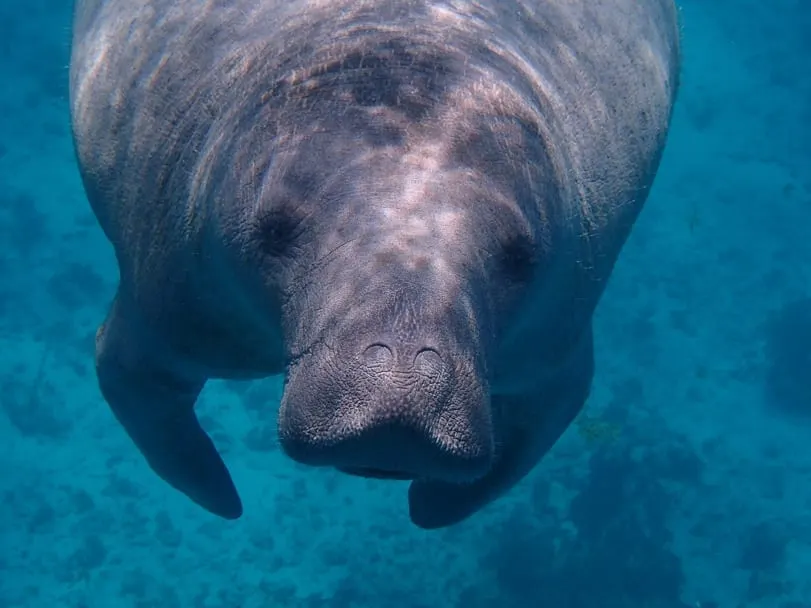 manatees-in-florida