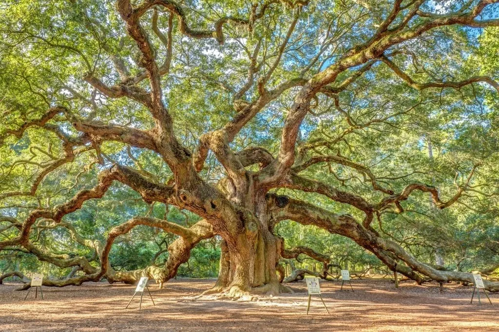 angel-oak-tree-charleston