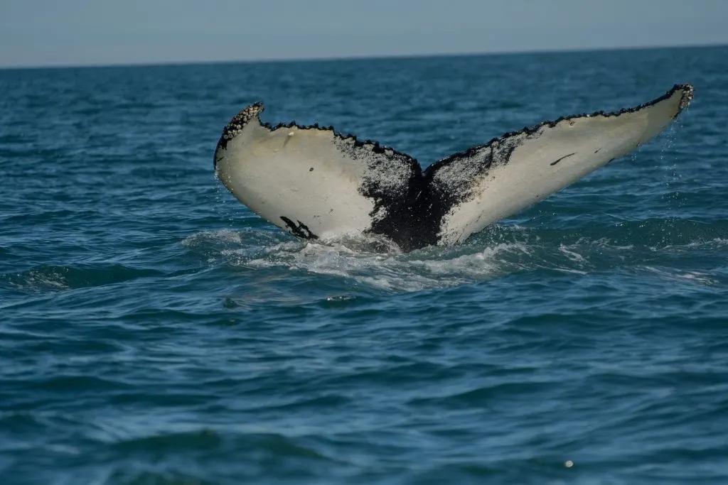 whales-in-iceland