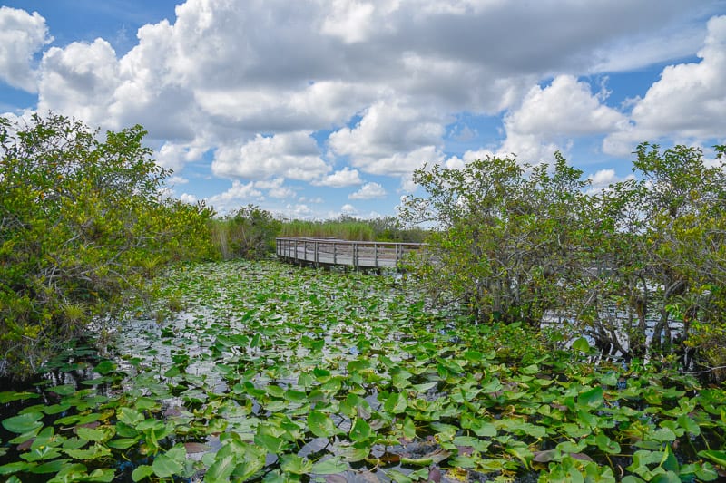 Florida-Vacation-Spots-Everglades