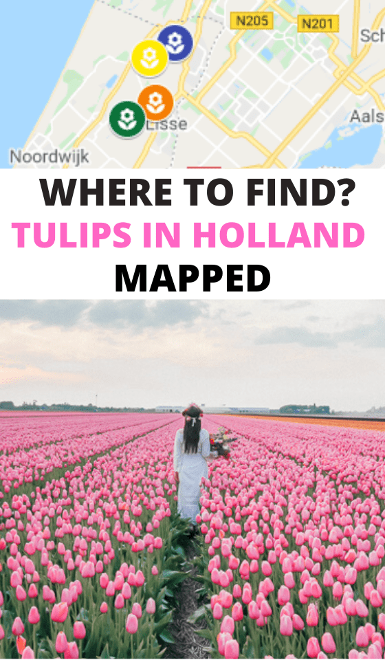 TULIPS IN HOLLAND MAPPED