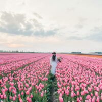 tulip-fields-spring-bucket-list