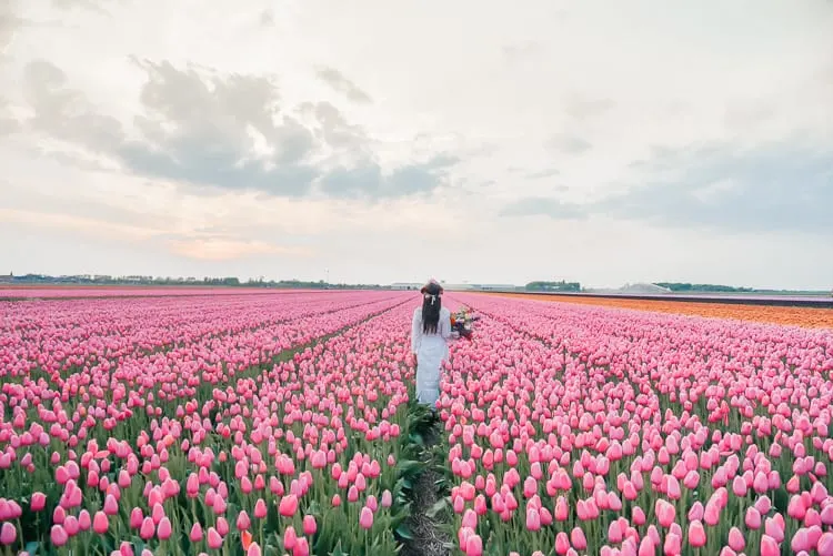 tulip-fields-spring-bucket-list