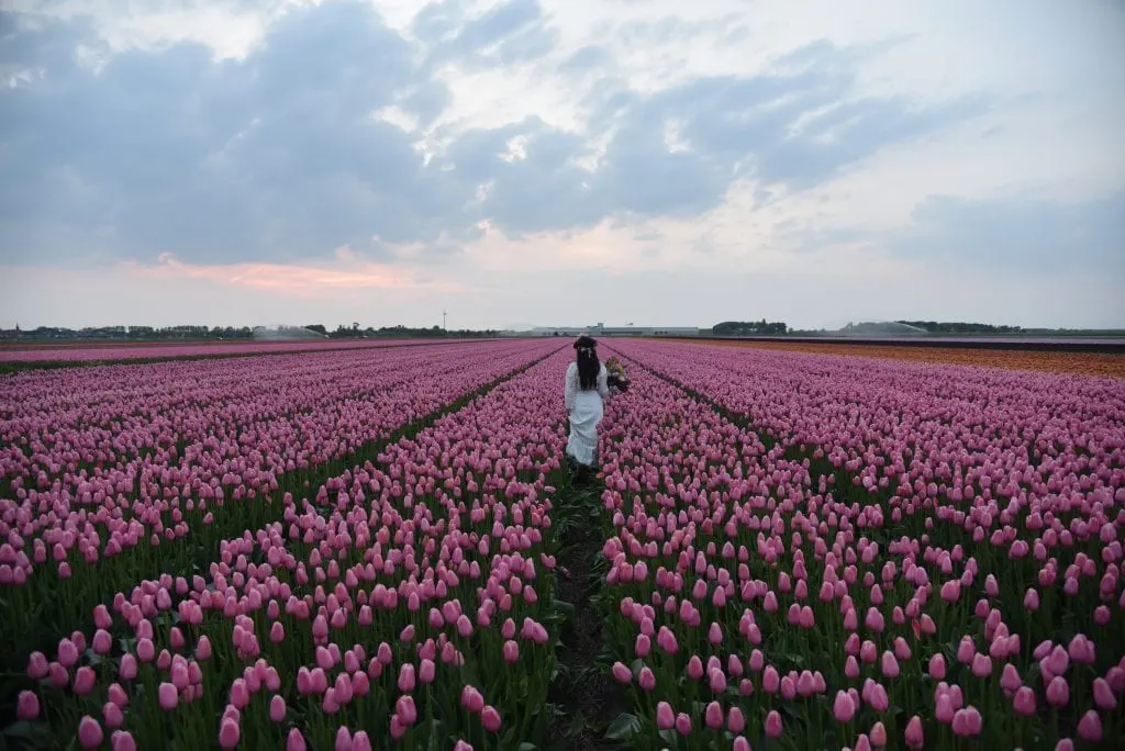 tulips-in-netherlands