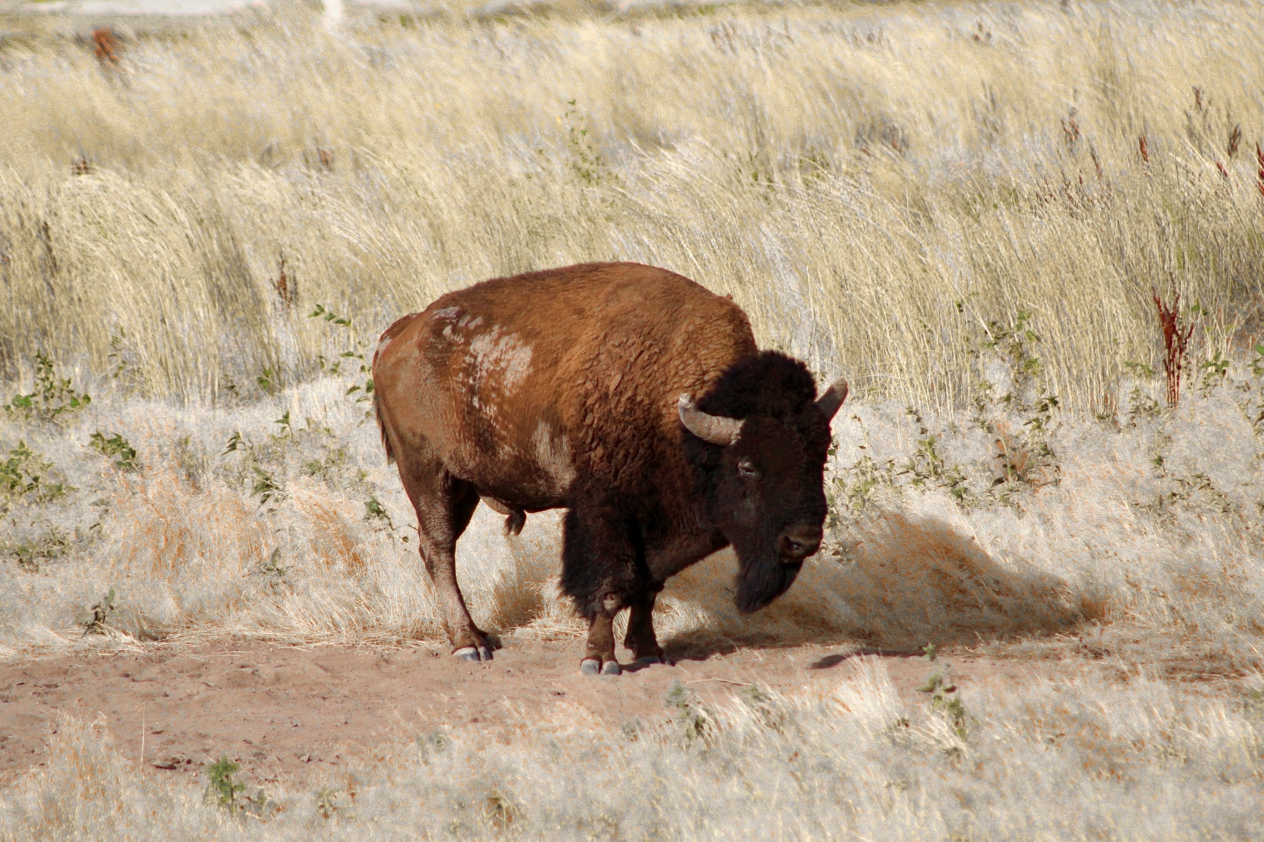 Antelope Island, Utah, USA