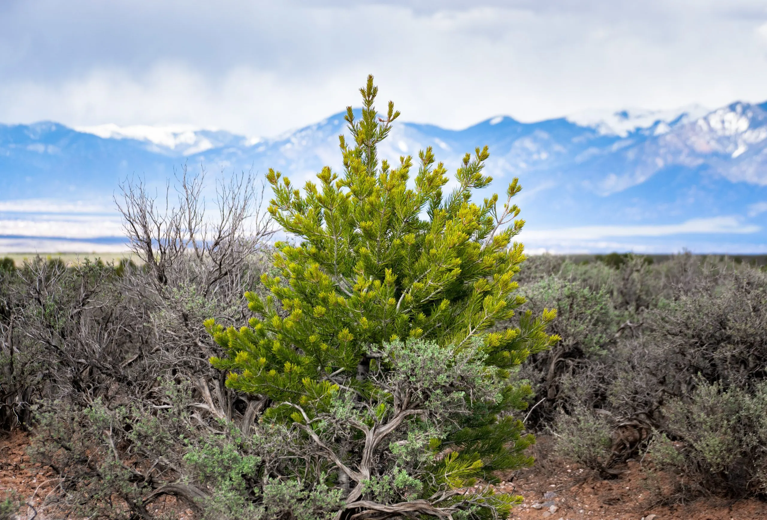 Taos-NM