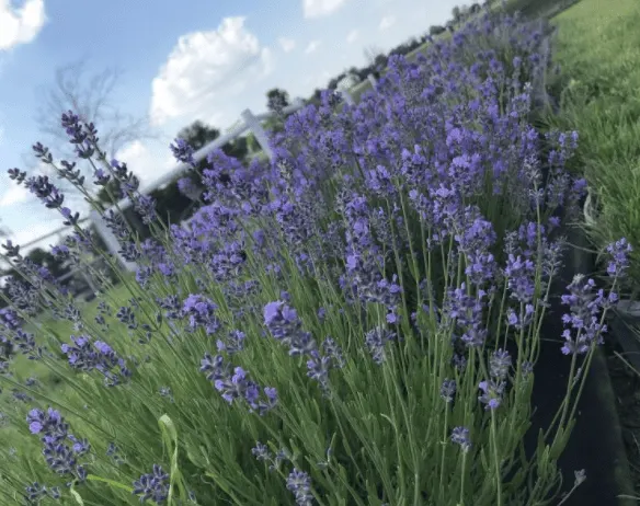 lavender-farm-IN-Outdoor Romantic Date Ideas