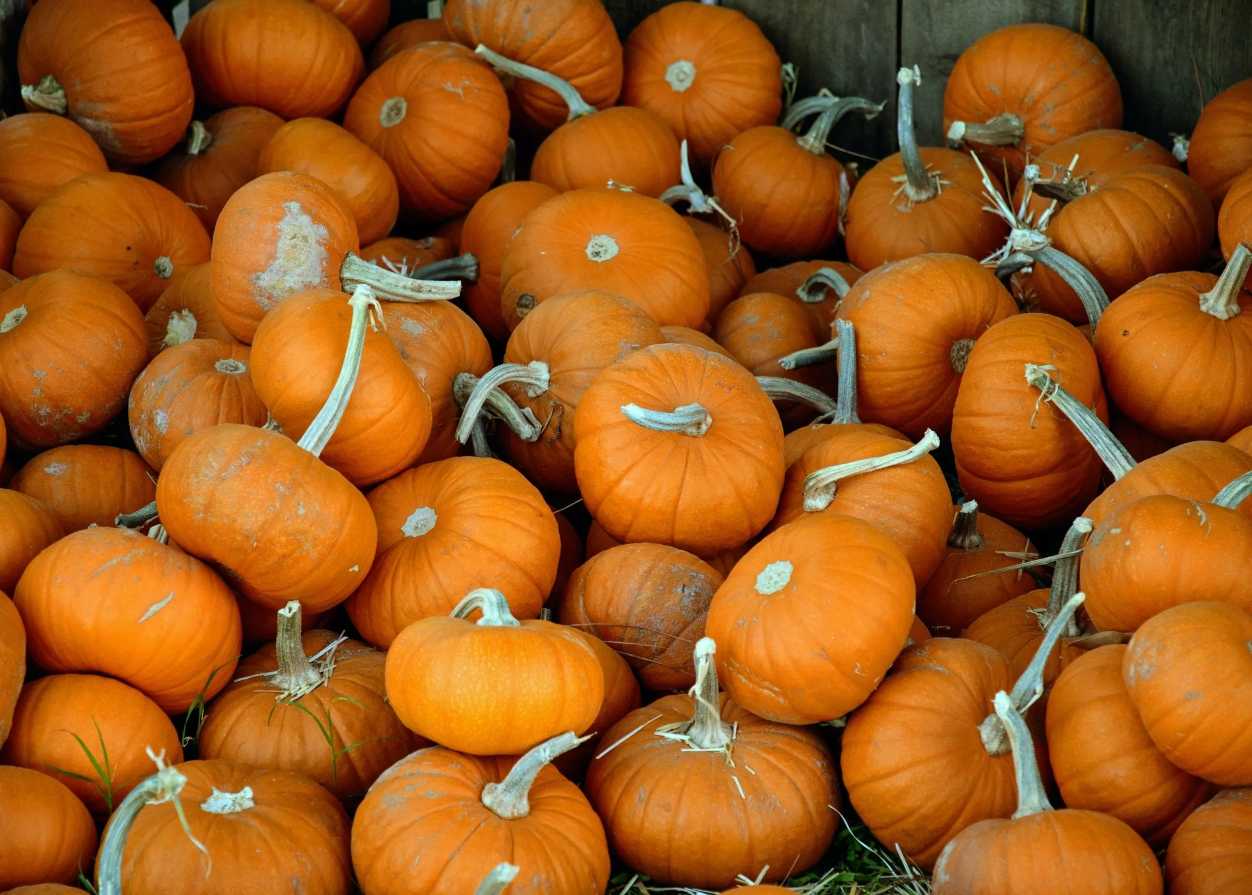 date-ideas-fall-orange-county-pumpkin