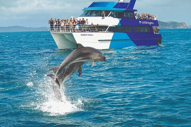 bay-of-islands-dolphin-tour
