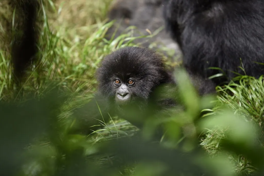 baby gorillas in rwanda