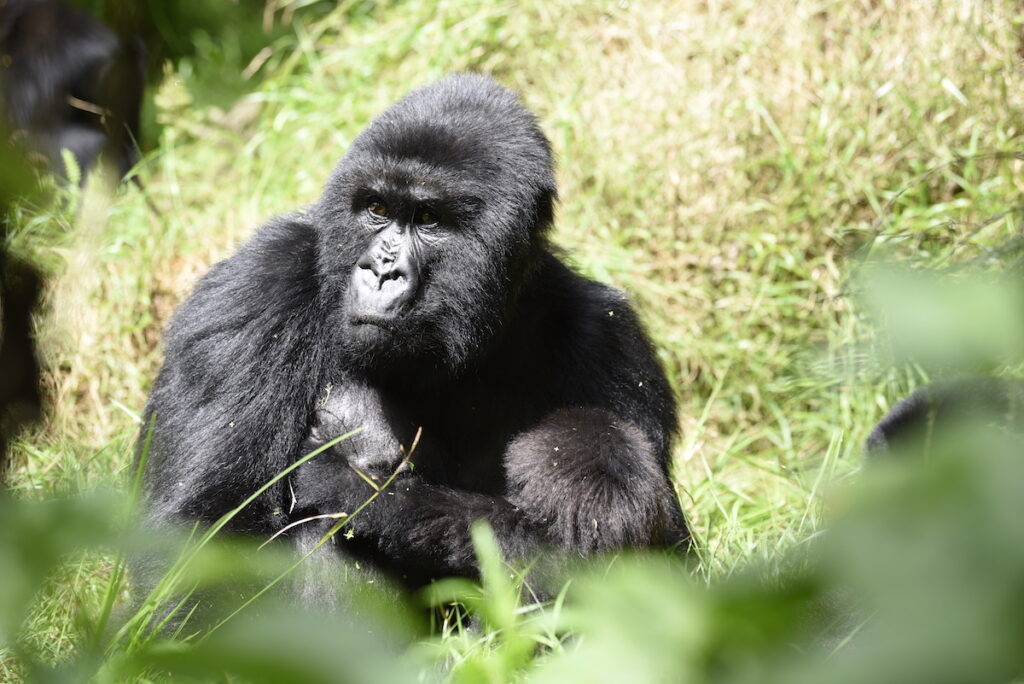 gorilla-trek-rwanda-how-to