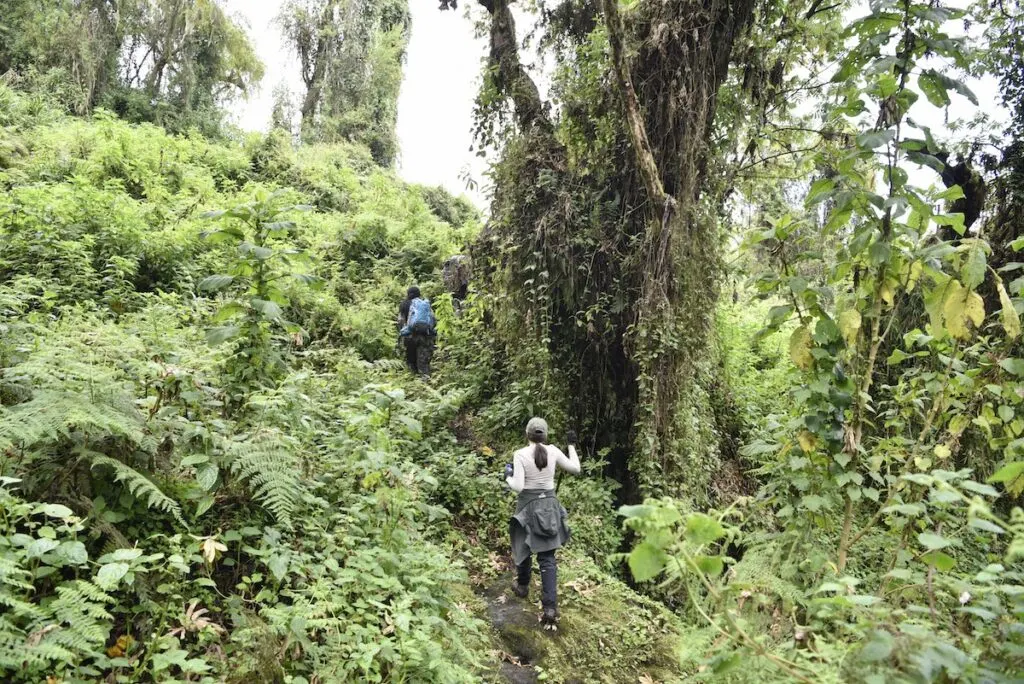 gorilla trekking rwanda what to wear