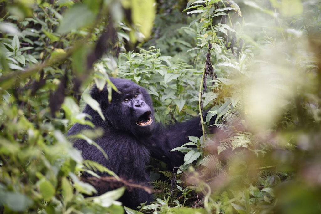 how-much-do-gorilla-treks-cost-in-rwanda