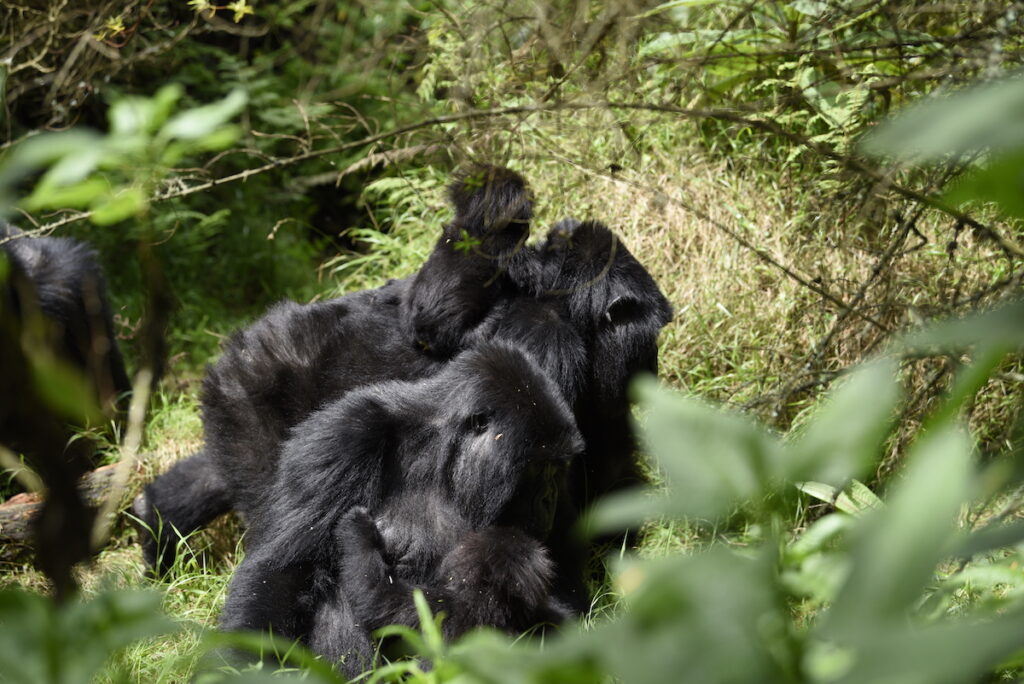 how to book a gorilla trek rwanda.