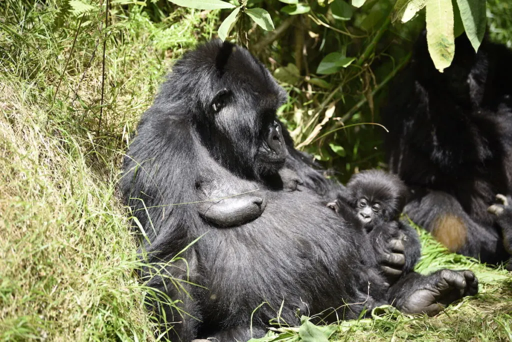 what to wear on a gorilla trek in rwanda