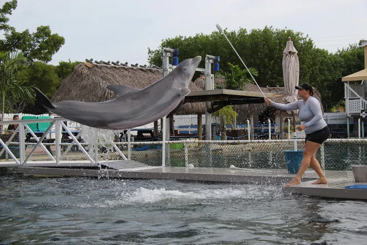 Dolphins-Plus-Marine-Mammal-Responder-Florida