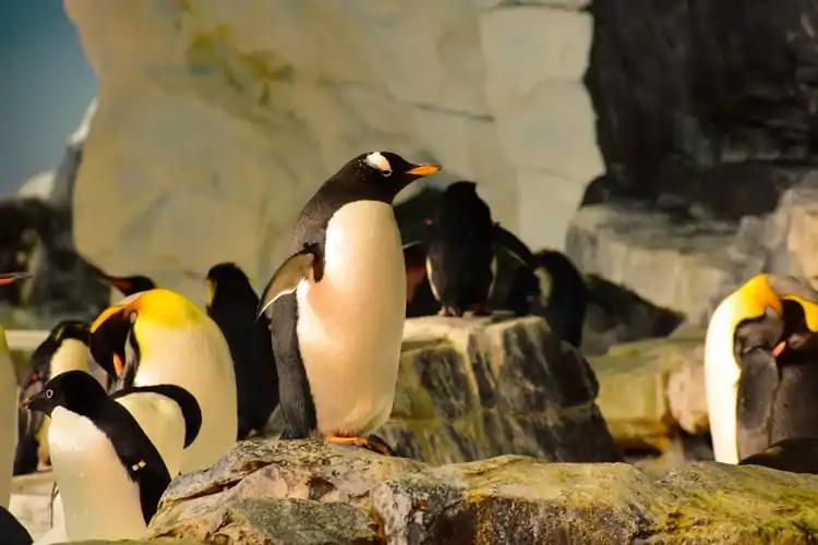 Penguins-in-SeaWorld-Orlando