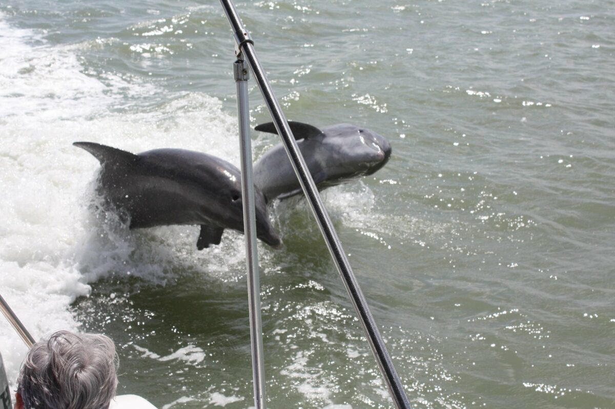 best-dolphin-tour-florida