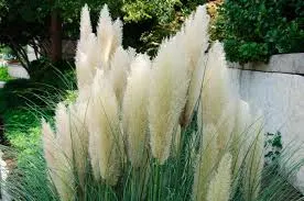 symbols and signs to spot a swinger pampas grass 