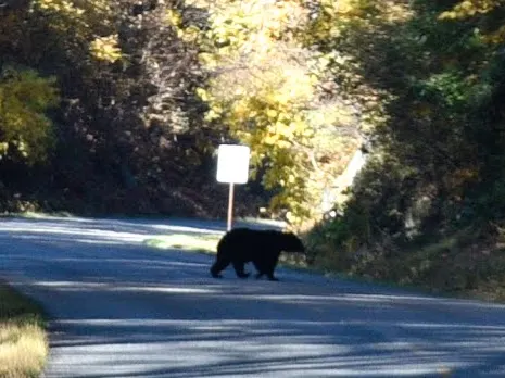 bear-on-blue-ridge-parkway.