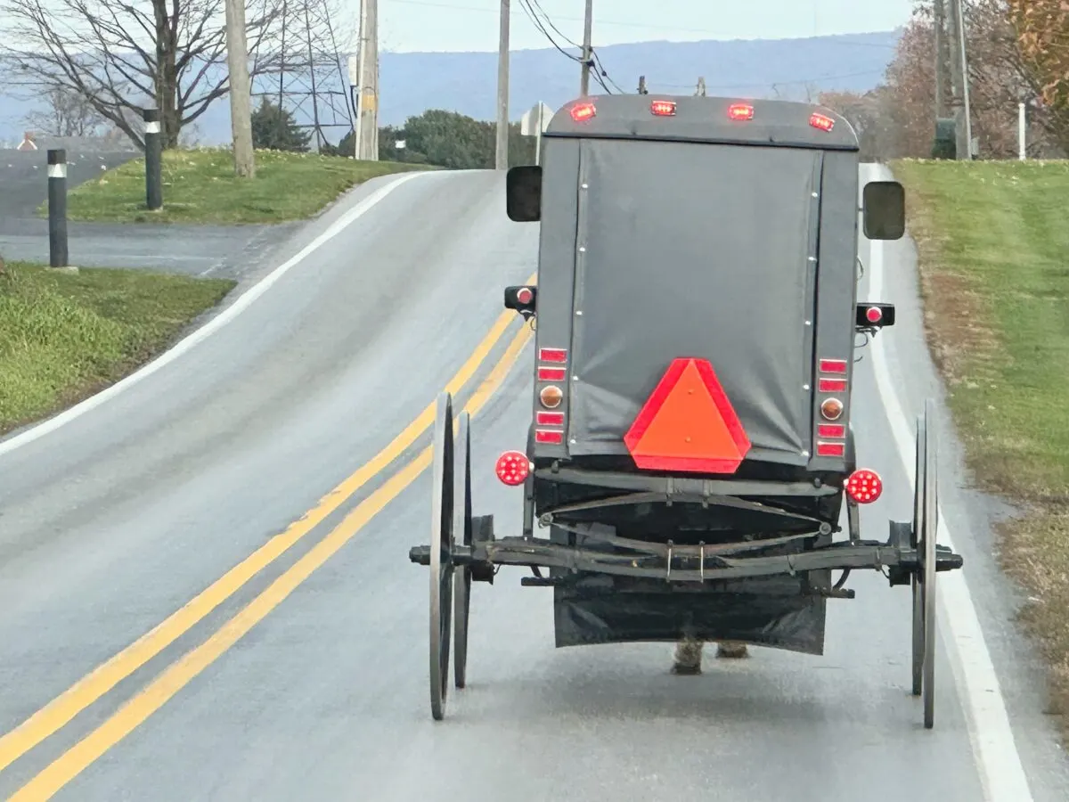 go-on-a-buggy-tour